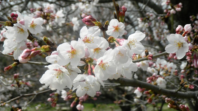 枚岡梅園の桜 (3).JPG