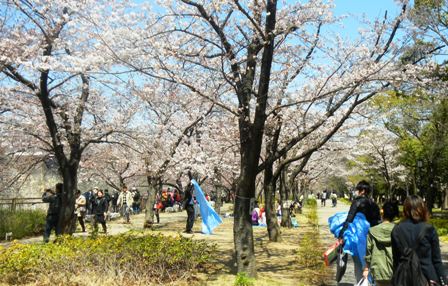大阪城の桜.JPG