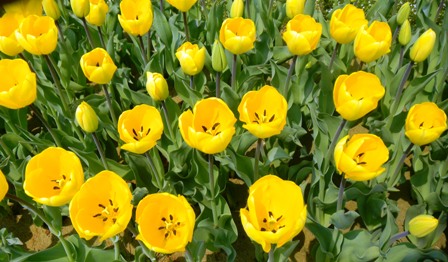 信濃川やすらぎ堤のチューリップ (4).JPG