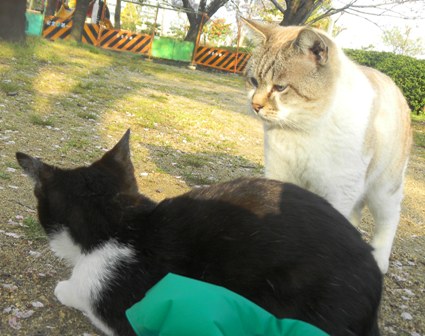 花園公園の野良猫たち (11).JPG