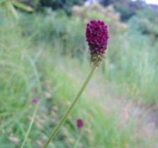 20100914ワレモコウ（吾亦紅、吾木香）