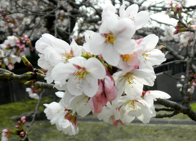 枚岡梅園の桜.JPG