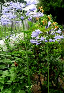 アガパンサス・紫君子蘭 (3).JPG