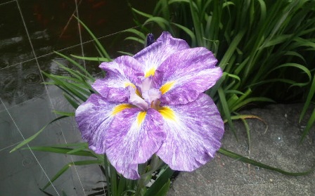 カキツバタ (2).JPG