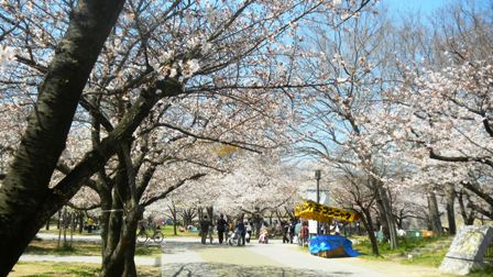 大阪城の桜 (4).JPG
