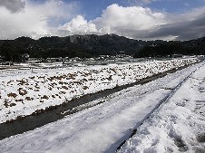 20100102寅の年北陸本線虎落笛.jpg