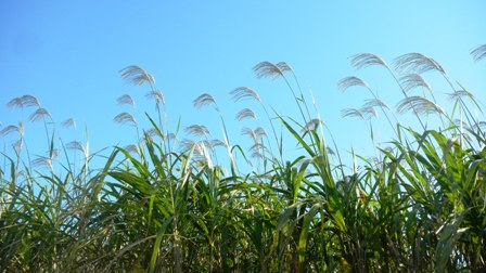 003千代川  (3).JPG