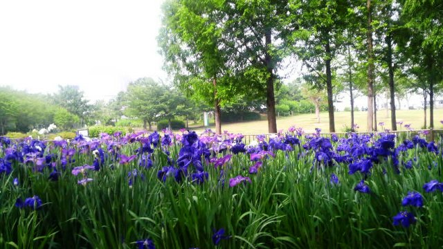 あやめ・花園公園.jpg
