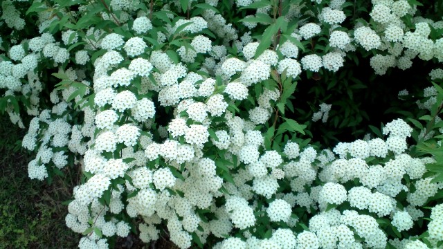 コデマリ (2).jpg