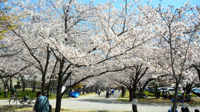 大阪城の桜 (5).JPG