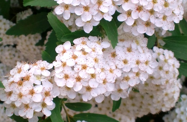 コデマリ (3).jpg