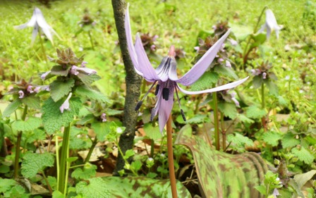 かたくり (5).JPG