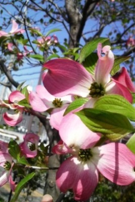 ハナミズキ (4).JPG