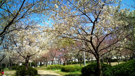 2010年３月27日の桜広場の桜.JPG