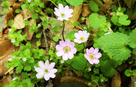 雪割り草 (10).JPG