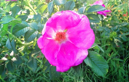 ハマナス (2).jpg