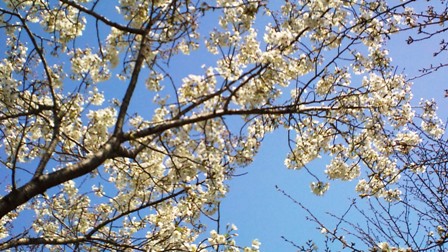 2010年3月27日桜広場の桜.JPG