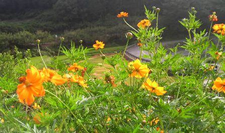 黄花コスモス（暗峠・大坂側）.JPG