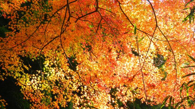 もみぢ百景 (6).JPG