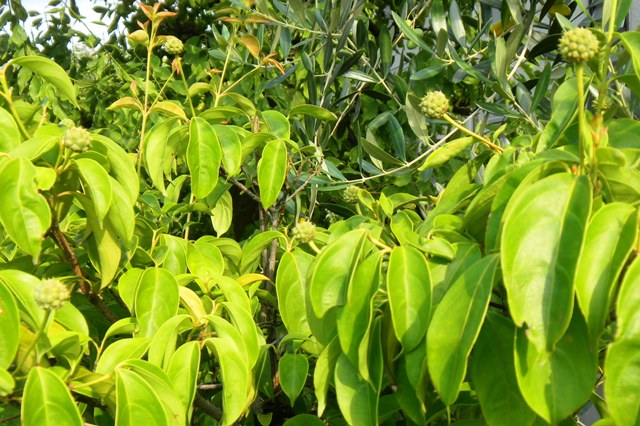 ヤマボウシの実 (2).JPG