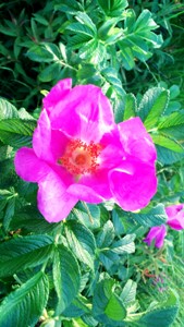 ハマナス (3).jpg