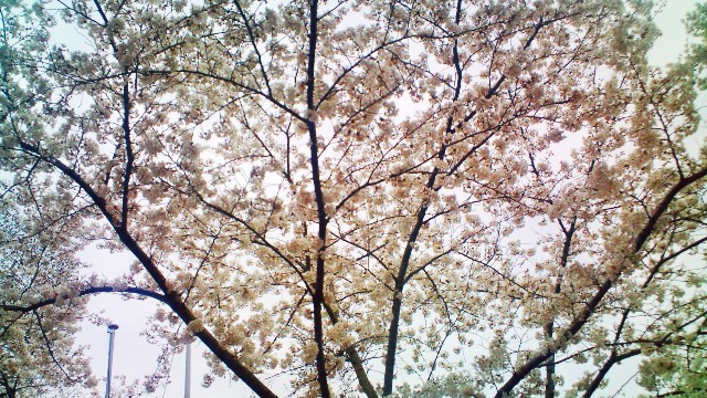 枚岡公園・桜.JPG
