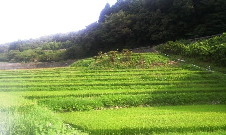 棚田（暗峠・大阪府側）.JPG