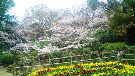 枚岡公園・桜 (2).JPG