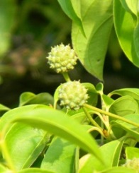 ヤマボウシの実 (3).JPG