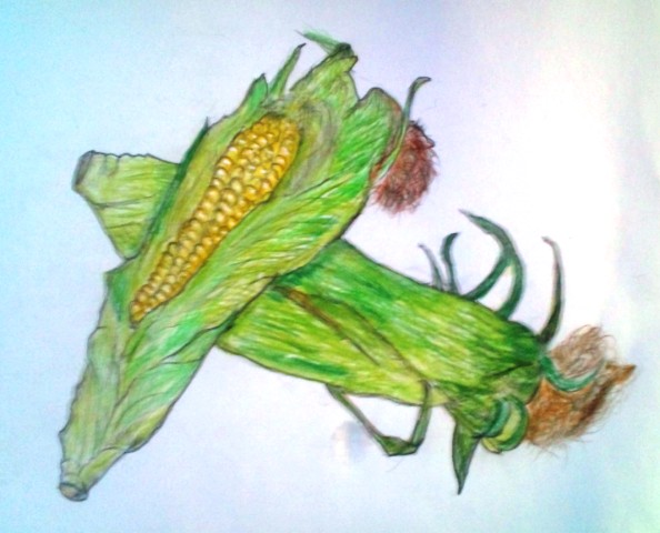 トウモロコシ.jpg