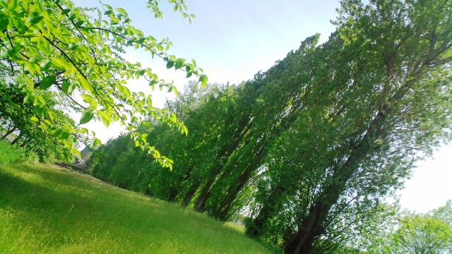 ポプラ並木 (2).jpg