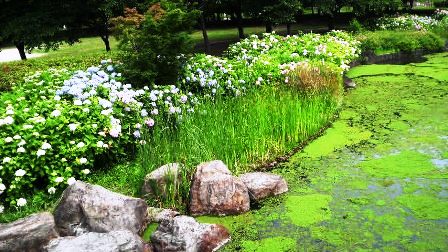 紫陽花の水辺.jpg