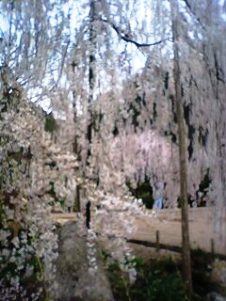 20100407桜のシャワー.jpg