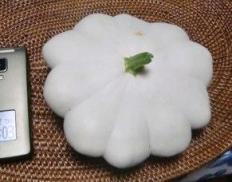 20100923UFOズッキーニ