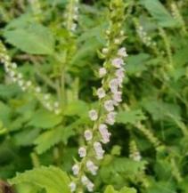 20100927シソ（紫蘇）の花