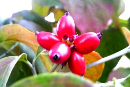 ハナミズキの実 (2).JPG