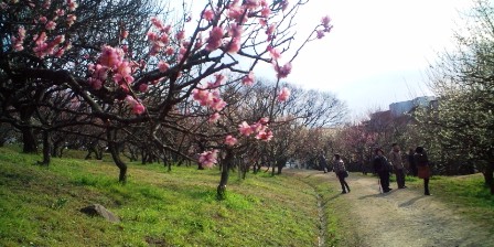 枚岡梅林 (3).JPG