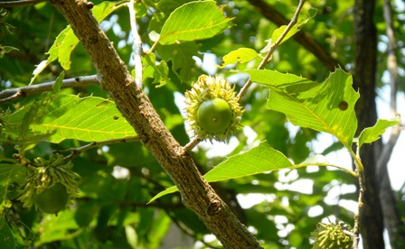 クヌギ (2).JPG