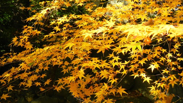 もみぢ百景 (11).JPG