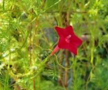 20100930ルコウソウ（縷紅草）