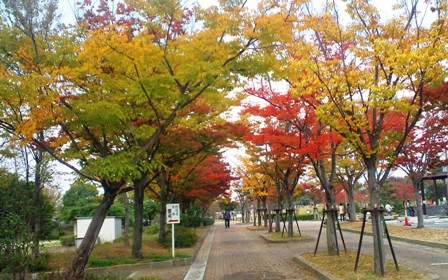 九条公園.jpg