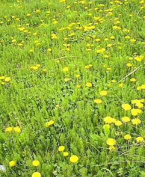 たんぽぽの春野