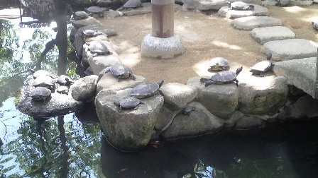 亀の池・石切神社.jpg