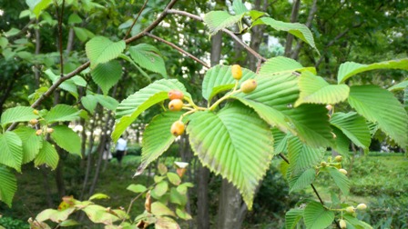 アズキナシ (2).JPG