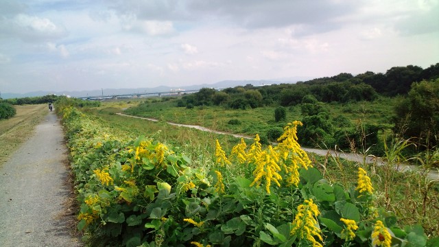 桂川畔の道 B.jpg