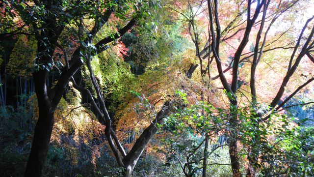 もみぢ百景 (13).JPG