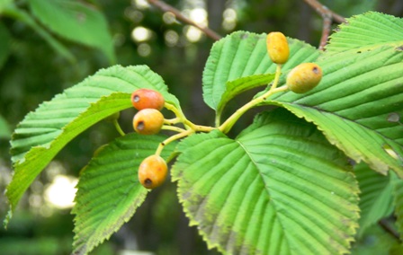 アズキナシ (3).JPG