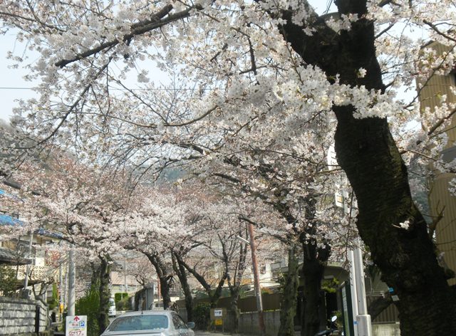 枚岡公園への桜並木の坂道.JPG