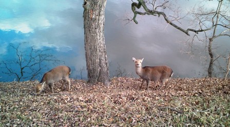 026荒池の畔の鹿の親子 (3) B.jpg