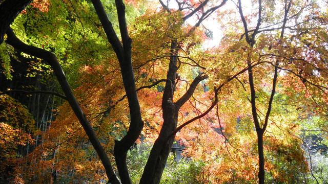 もみぢ百景 (14).JPG